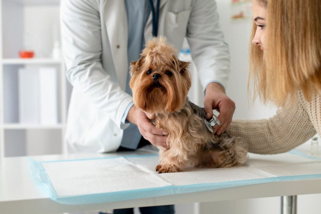 Pet Surgery Needed?