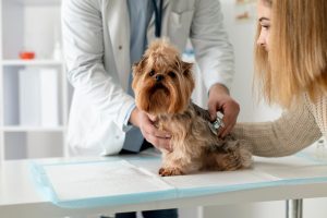 Pet Surgery Needed?